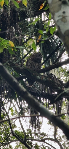 View observation of {o.common_name} on iNaturalist