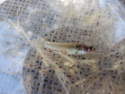 Lerma livebearer (Poeciliopsis infans) — Poeciliidae