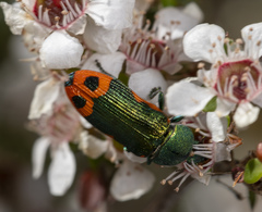Castiarina ocelligera