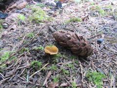 Tarzetta cupularis