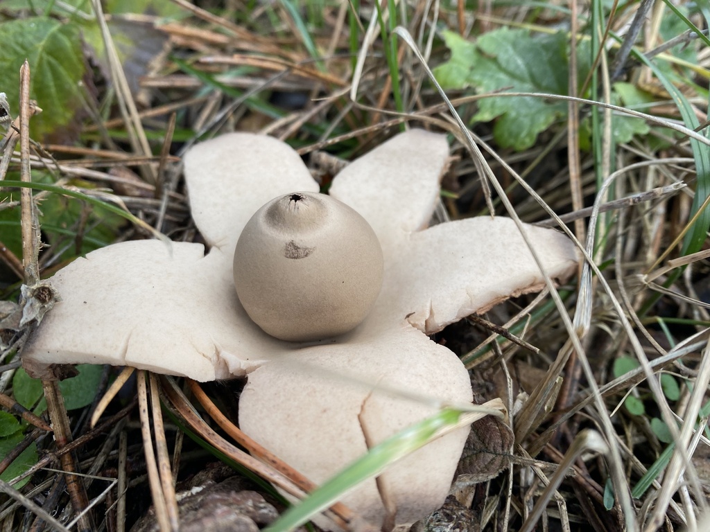 Geastrum michelianum · December 2025 · photo: © katharinegk (iNaturalist, cc-by)