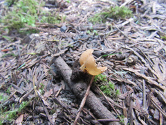 Tarzetta cupularis