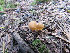 Tarzetta cupularis