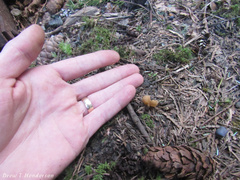 Tarzetta cupularis