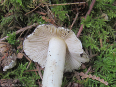 Inocybe praecox
