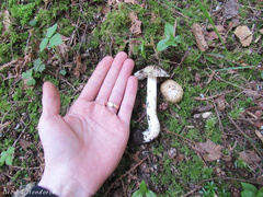Inocybe praecox