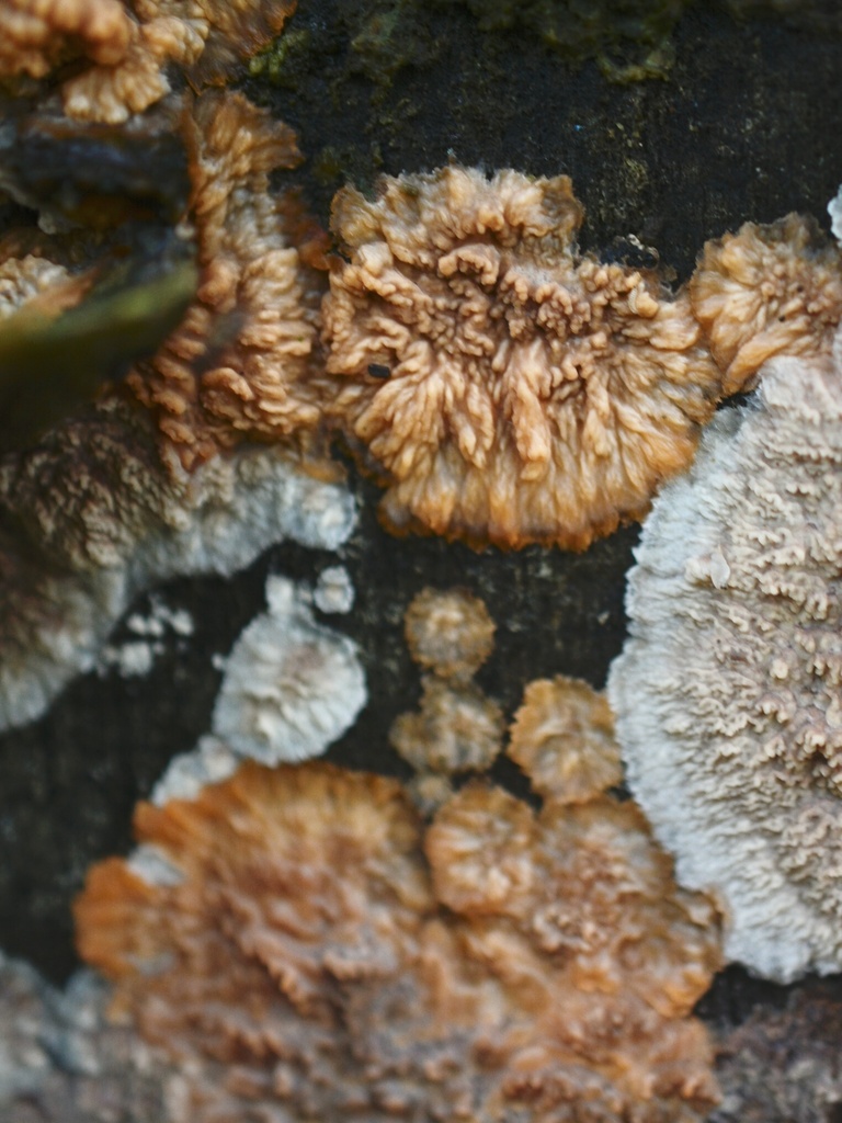 Phlebia radiata · December 2025 · photo: © cryptomarasmius (iNaturalist, cc-by)
