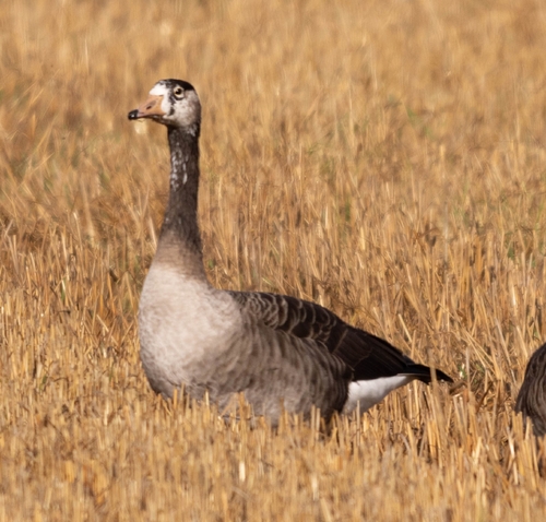 Greylag × Canada Goose