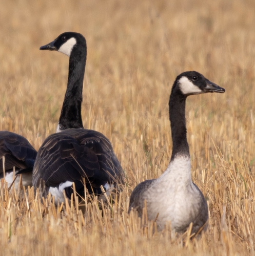 Canada Goose