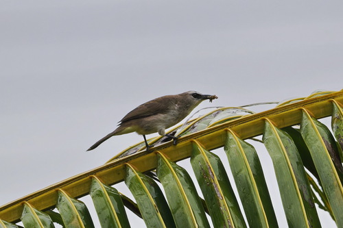 Yellow-vented Bulbul (Pycnonotus goiavier), photo 10