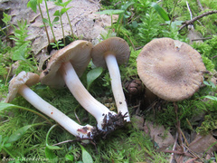 Inocybe xanthomelas