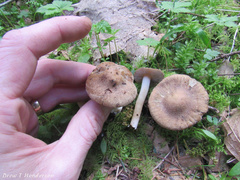 Inocybe xanthomelas