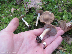 Inocybe xanthomelas