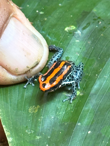 Amazonian Poison Frog, Ranitomeya ventrimaculata