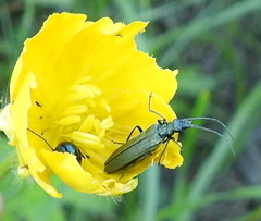 Oedemera virescens