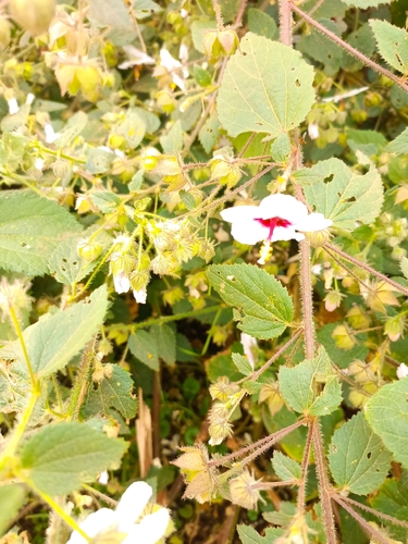 Kosteletzkya begoniifolia