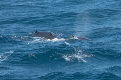 Mesoplodon grayi