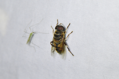 Unknown species found near Corkscrew, FL, USA