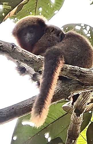 Toppin's Titi