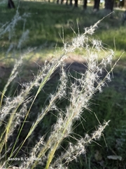 Plumed grass (Jarava plumosa)