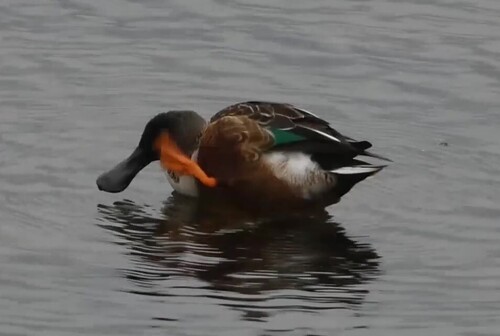 Northern Shoveler, Nieuwe-Tonge, Netherlands, photo 8 of 10