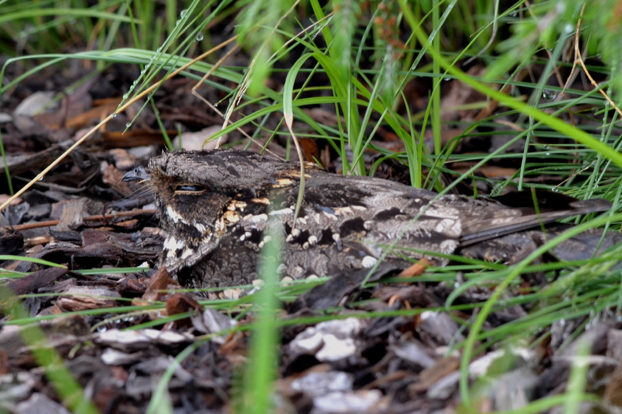 Fiery-necked Nightjar (Caprimulgus pectoralis), photo 3