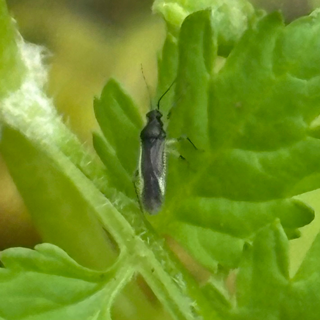Pachyneurhymenus