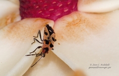 Horvathiolus delicatulus