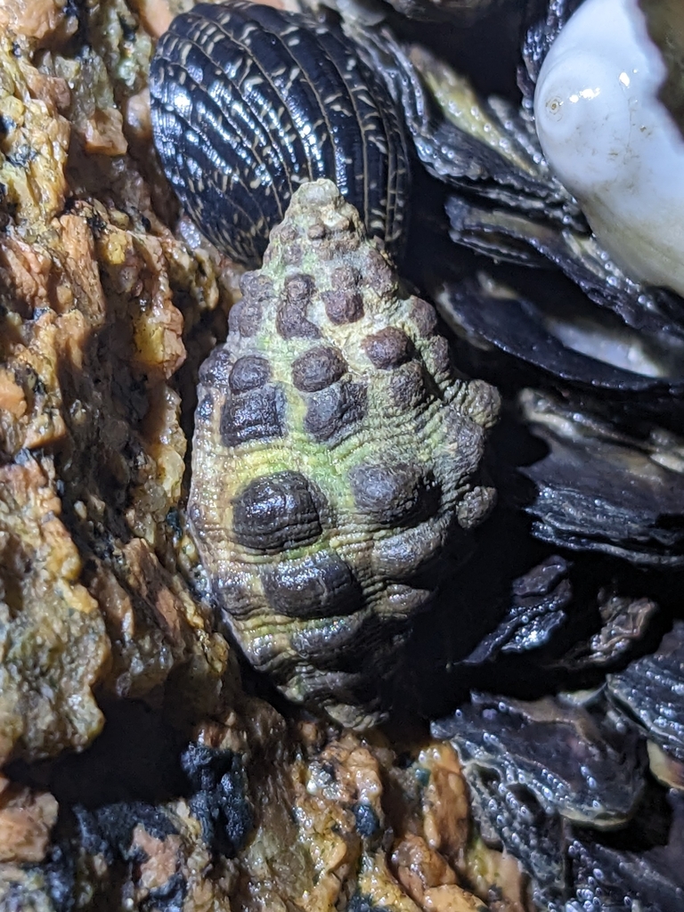 Arakawania marginalba