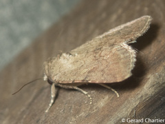 Spodoptera pecten