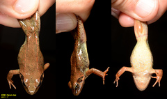 Rana huanrensis