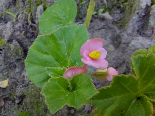 Begonia princeae