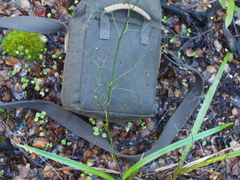 Dianella nigra