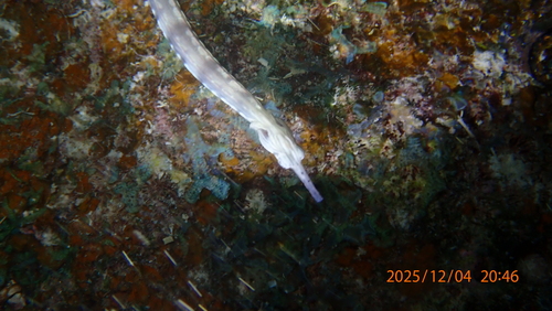 Corythoichthys haematopterus