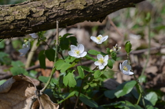 Isopyrum thalictroides