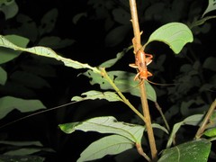 Xanthogryllacris