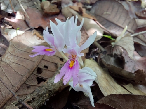 Brachycorythis lastii