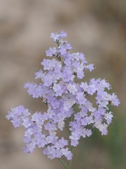 Limonium popovii