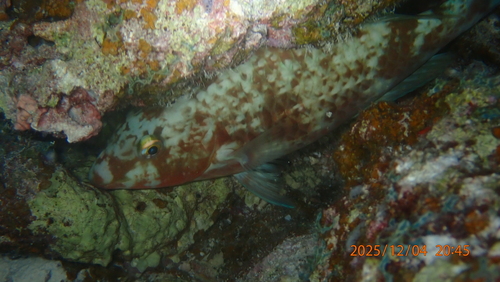 Indian Longnose Parrotfish — seen at this dive site