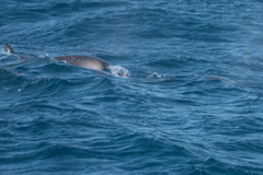 Mesoplodon grayi