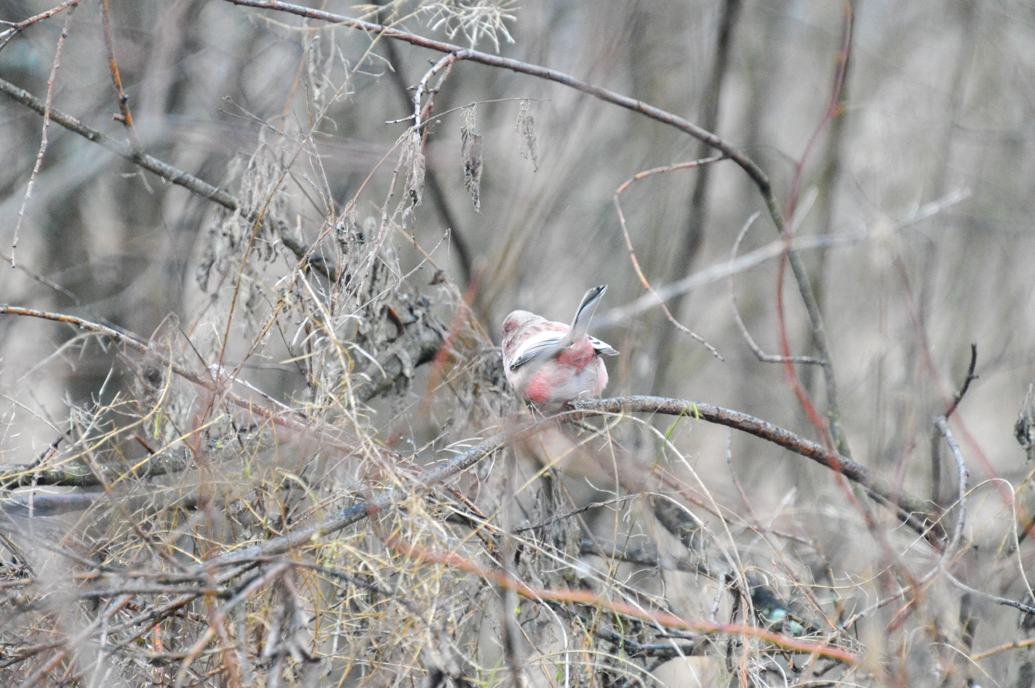 Long-tailed Rosefinch (Carpodacus sibiricus)