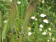 Hordeum murinum leporinum