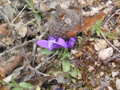 Campanula lusitanica