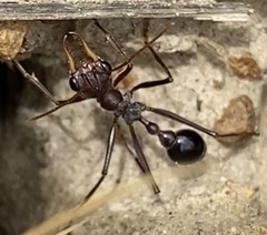 Myrmecia vindex
