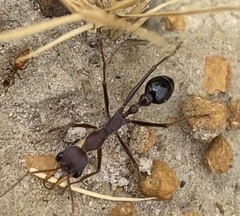 Myrmecia vindex