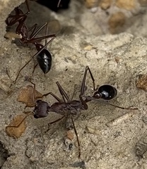 Myrmecia vindex