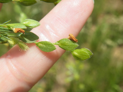 Image of Zornia linearis by (c) Antoinette Eyssell Knox, some rights reserved (CC BY-SA)