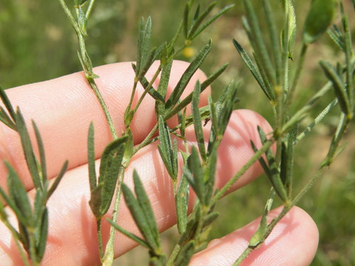 Image of Zornia linearis by (c) Antoinette Eyssell Knox, some rights reserved (CC BY-SA)