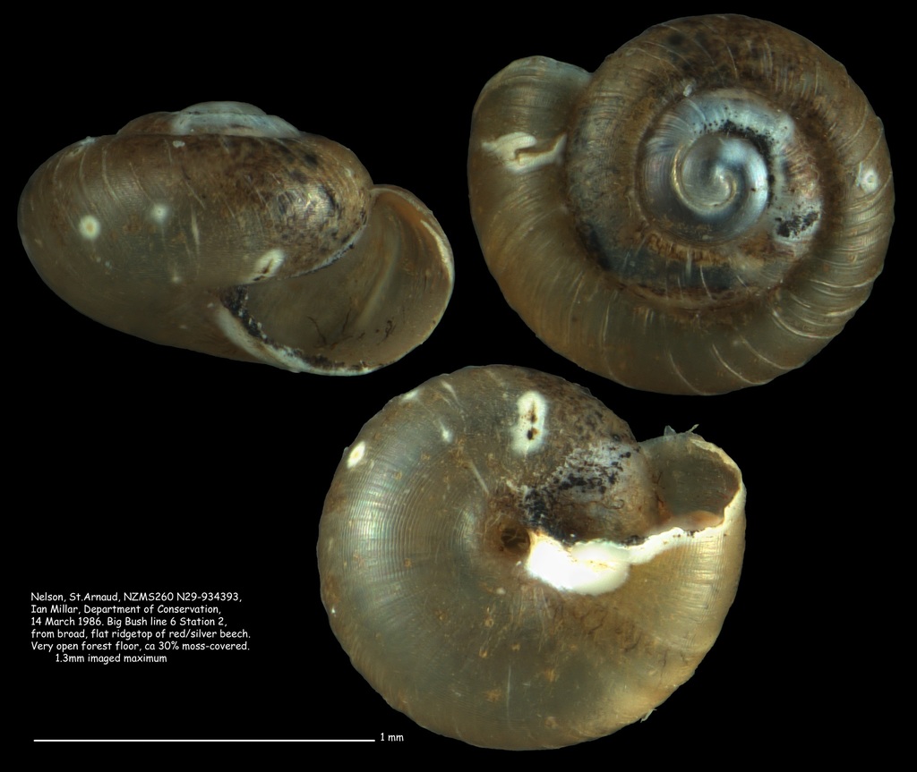 Phrixgnathus microreticulatus