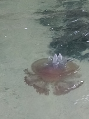 Cepheidae